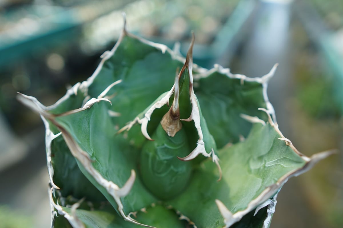 アガベ チタノタ 白鯨 Agave titanota White whale | mana's...