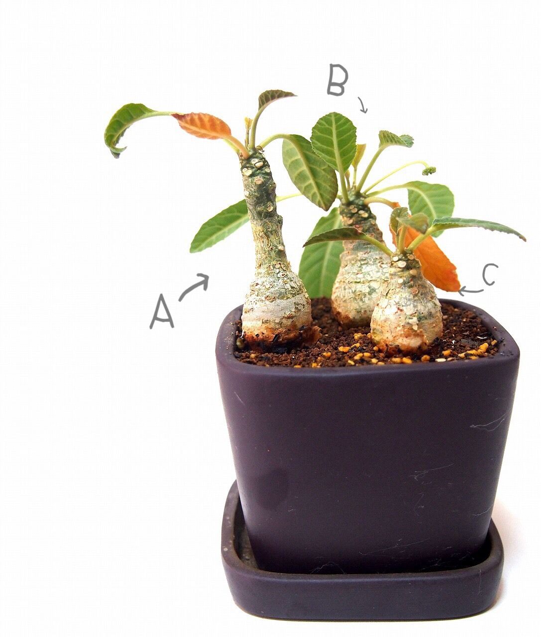 ドルステニア・フォエチダ　モンスト ドルステニア フォエチダ Dorstenia foetida | mana's farm:塊