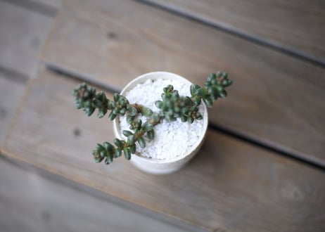 セダム　フルフラセウム　玉蓮　Sedum furfuraceum