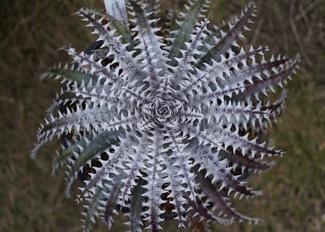 Dyckia Arizona x Mercury