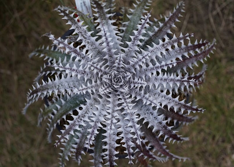 Dyckia Arizona x Mercury | mana's farm:塊根植物・アガベ