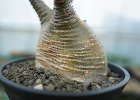 パキポディウム　グラキリス　 Pachypodium Gracilius  No.6