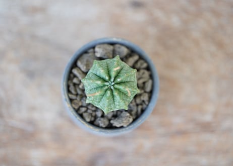 Euphorbia valida