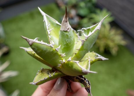 Agave Sowing seeds NO.4   (G)