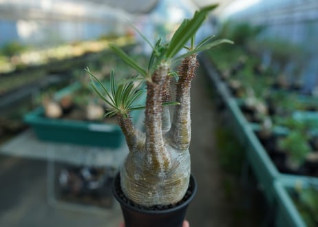 パキポディウム　グラキリス　 Pachypodium Gracilius  No.5