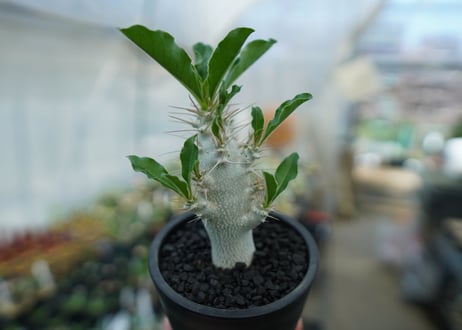 パキポディウム　サンデルシー　Pachypodeium saundersii  No.6