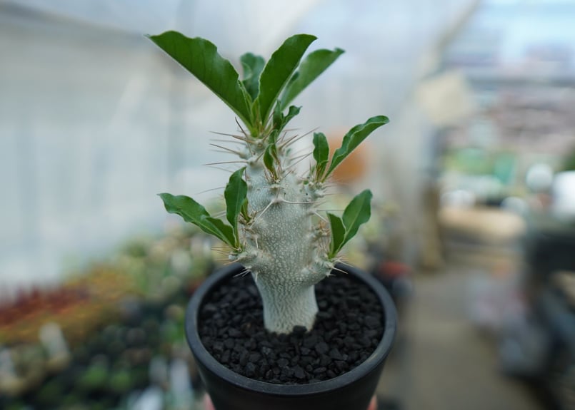 パキポディウム サンデルシー Pachypodeium saundersii No.6 |