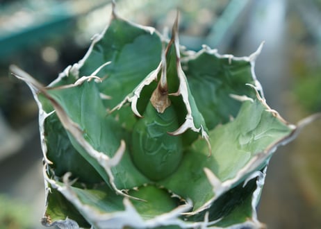 アガベ　チタノタ　白鯨　Agave titanota White whale