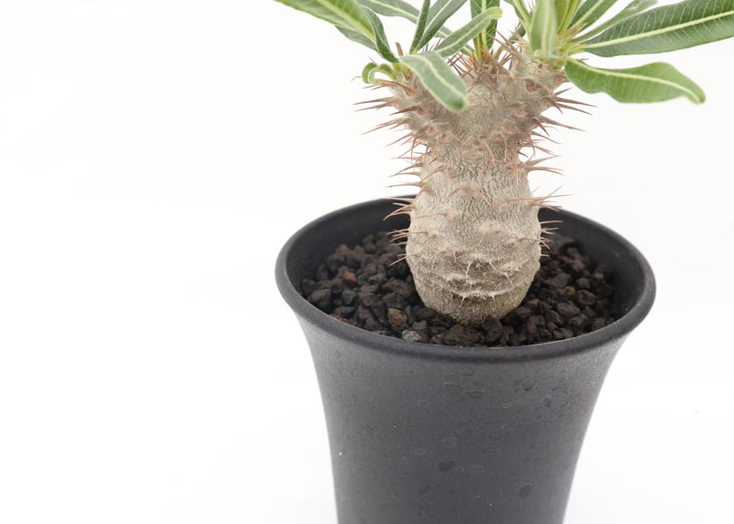 パキポディウム グラキリス 実生 №10 | mana's farm:塊根植物