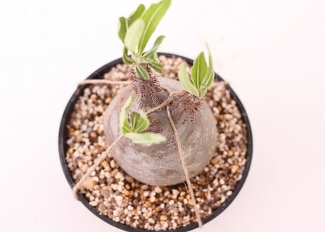Pachypodium Gracilius パキポディウム  グラキリス  未発根  no.４　良形　緑肌　手のり