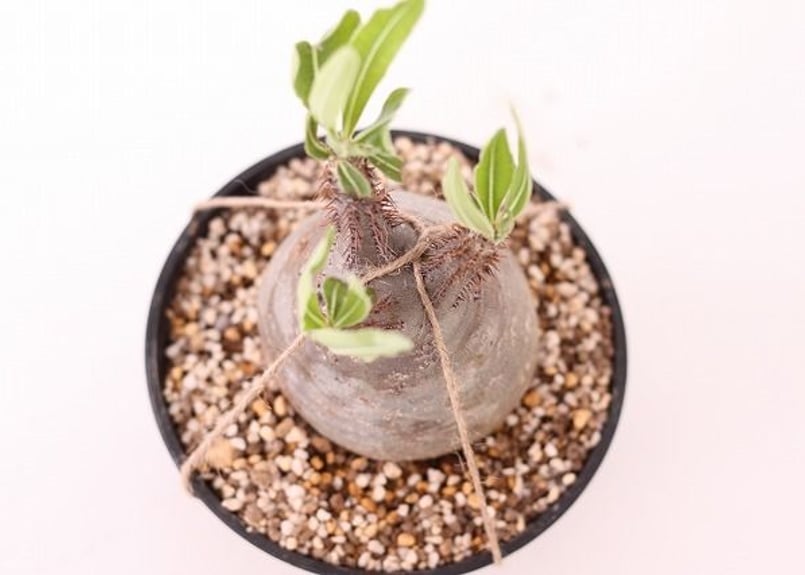 パキポディウム グラキリス Pachypodium gracilius ④ Pachypodium Gracilius パキポディウム グラキリス 未発根 no.4