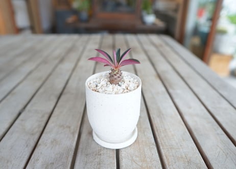 ユーフォルビア　パキポディオイデス　Euphorbia pachypodioides