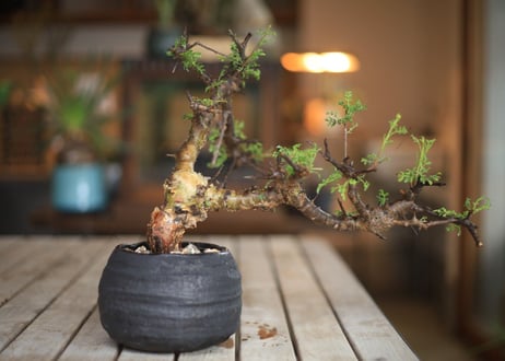 コンミフォラ　Commiphora