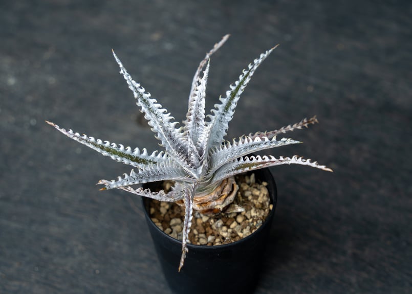 ディッキア フォステリアナ 野生採取クローン ディッキア フォステリアナ 野生採取クローン