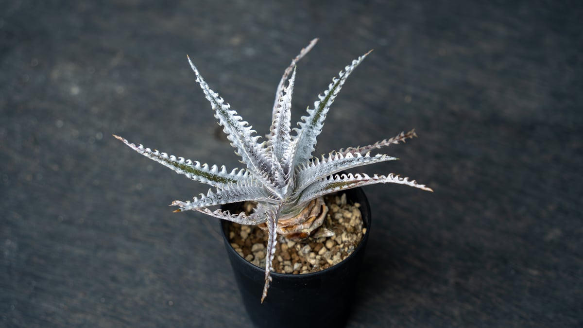 ディッキア Southern Star | mana's farm:塊根植物・アガベ・ドライガ