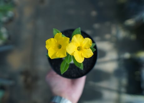 パキポディウム　恵比寿大黒　Pachypodium Densicaule　No.2