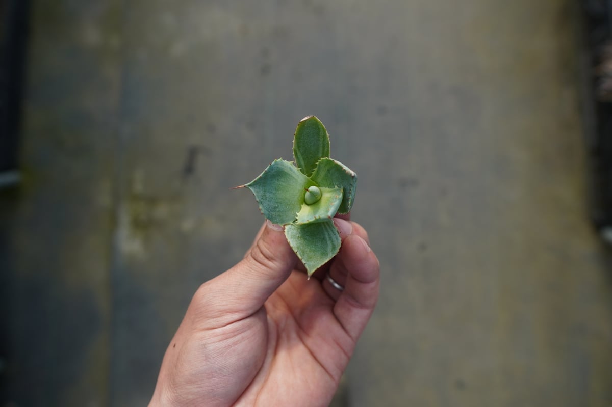 アガベ ポタトラム トレードウィンズ Agave potatorum Tradewinds N
