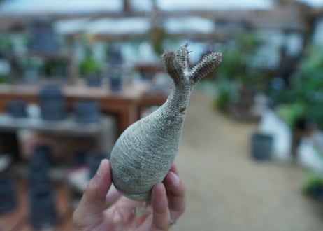 【抜き苗】パキポディウム　グラキリス　 Pachypodium Gracilius  No.9