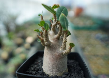 アデニウム　Adenium　No.2