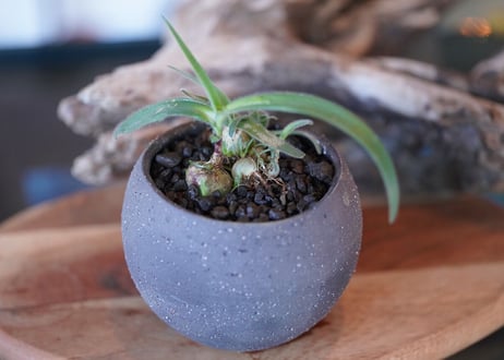 Ornithogalum hispidum