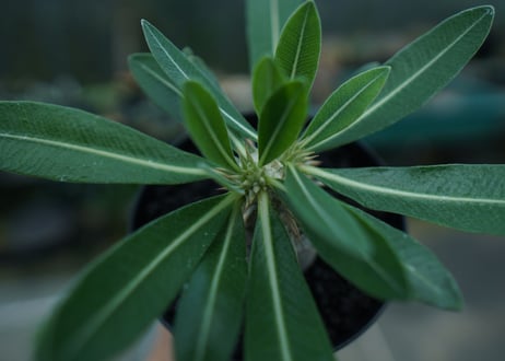 パキポディウム　恵比寿大黒　Pachypodium Densicaule　No.2