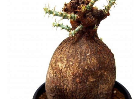 パキポディウム　ビスピノーサム　Pachypodium bispinosum