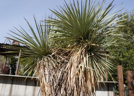 ユッカ　ロストラータ　ヒドラ　yucca rostrata　NO.2