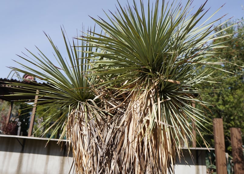 ユッカ ロストラータ ヒドラ yucca rostrata NO.2 | mana's far