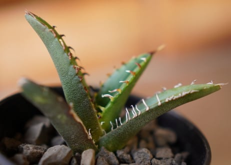 Agave titanota filigree　子株