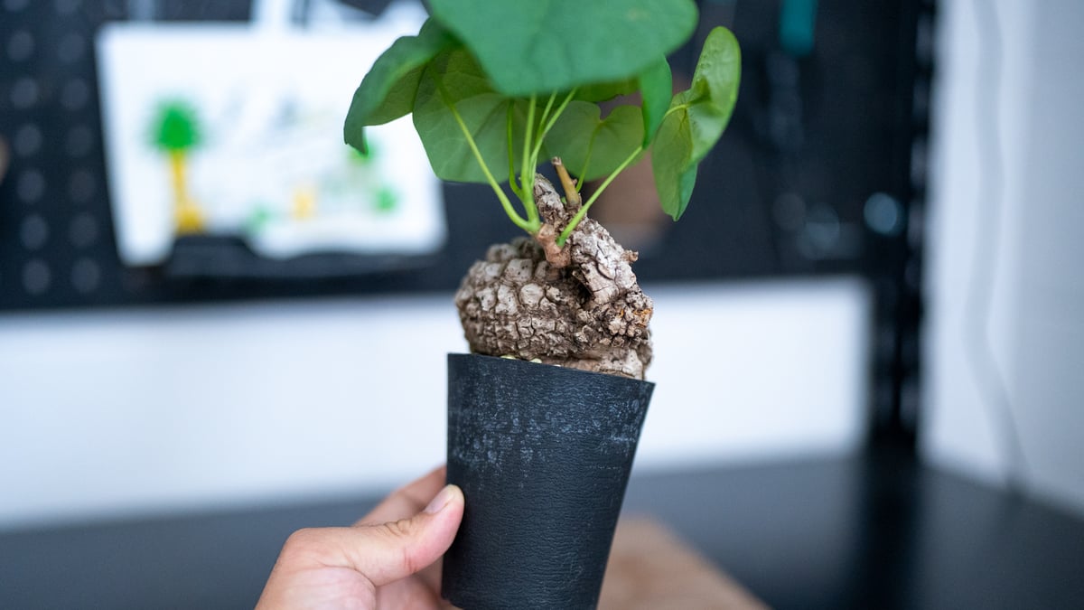 【極美/超大株/塊根植物】ステファニア スベローサ 鉢植え 極美株/塊根植物】ステファニア スベローサ 【公式通販】