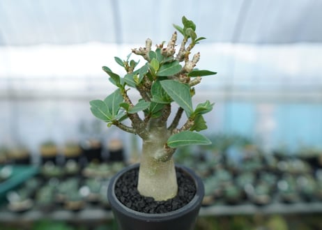 アデニウム　Adenium　No.15