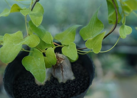 ディオスコレア　シルバティカ　Dioscorea sylvatica No.2