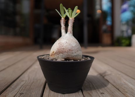 パキポディウム　グラキリス　 Pachypodium Gracilius