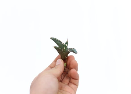 Agave titanota FO-76 dwarf  compacta  no.5