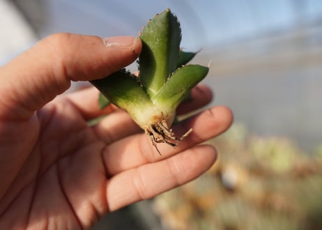agave titanota ソーラーエクリプス　 NO.2