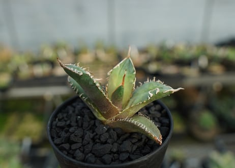 アガベ　チタノタ　MR01　agave titanota MR01