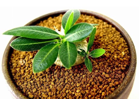 パキポディウム エブレネウム　Pachypodium eburneum  №1(白花)