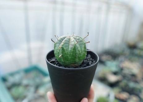 ユーフォルビア　スーパーバリダ　Euphorbia super valida