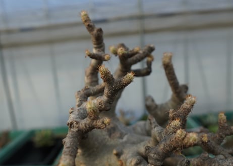パキポディウム　グラキリス　Pachypodium Gracilius　No.1