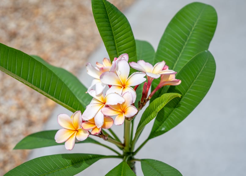 プルメリア スーパーノヴァ | mana's farm:塊根植物・アガベ・ドライ