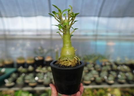 アデニウム　Adenium　No.19