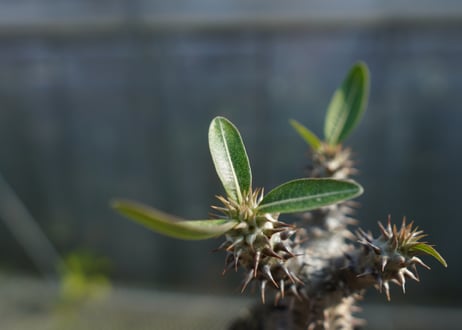 パキポディウム　デンシフローラム Pachypodium densiflorum   No.2