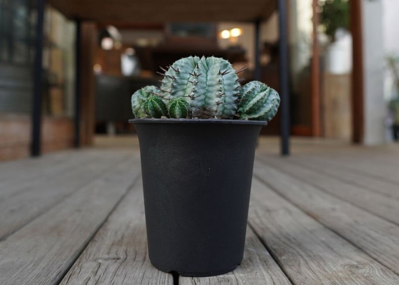 ユーフォルビア ホリダ Euphorbia horrida | mana's farm:塊根植