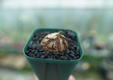 亀甲竜　Dioscorea elephantipes　No.6