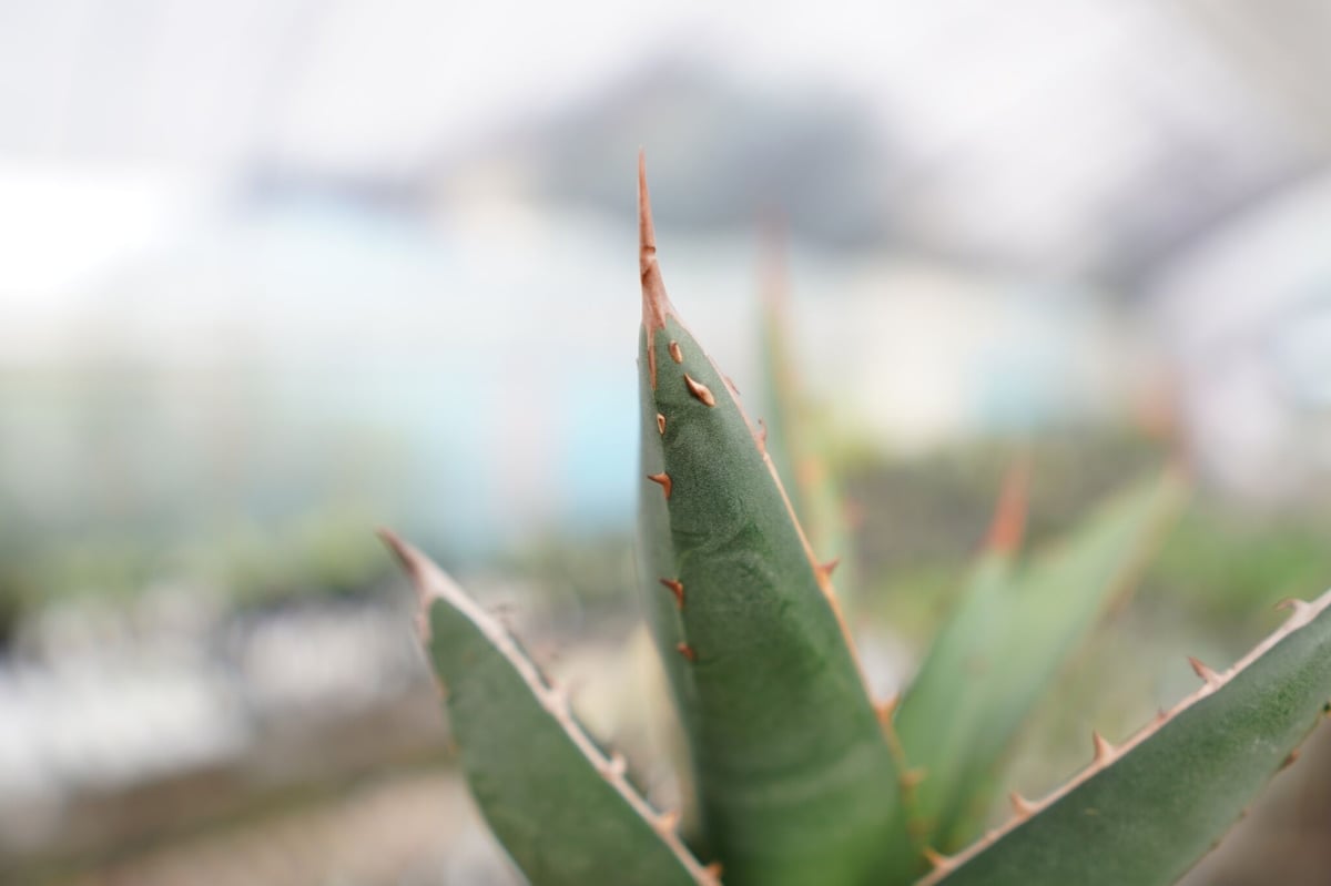 将来有望株♪】すでに裏トゲあり！ アガベ パープソラム | mana's farm