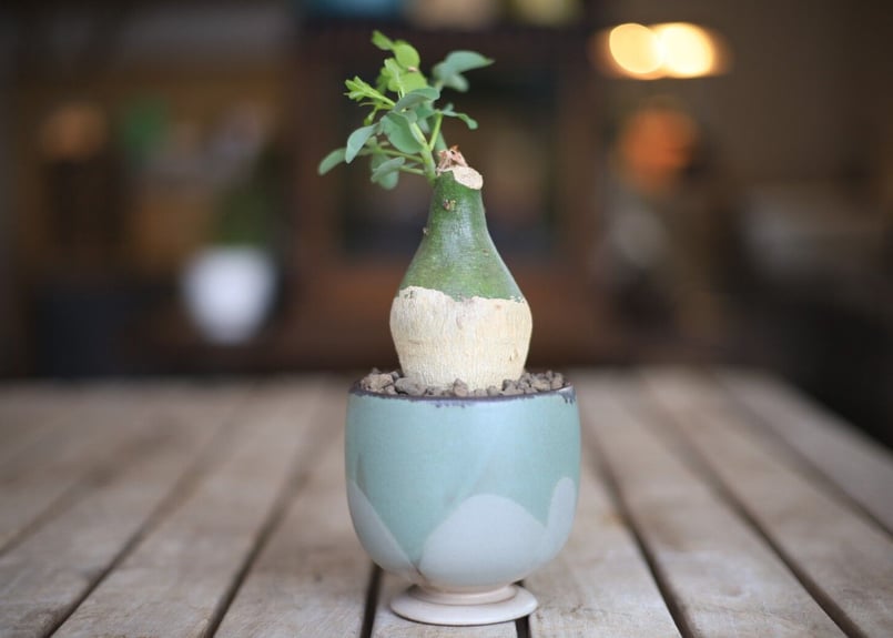 アデニア グラウカ 塊根植物 可愛い名札付き 植え替え済み アデニア