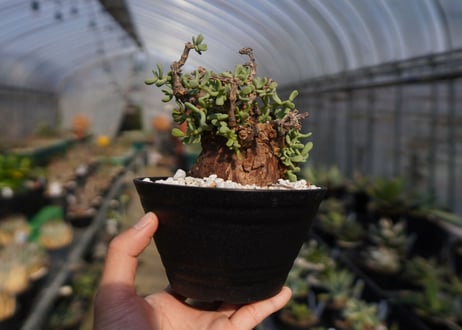 ケラリア ピグマエア Ceraria pygmaea  No.2