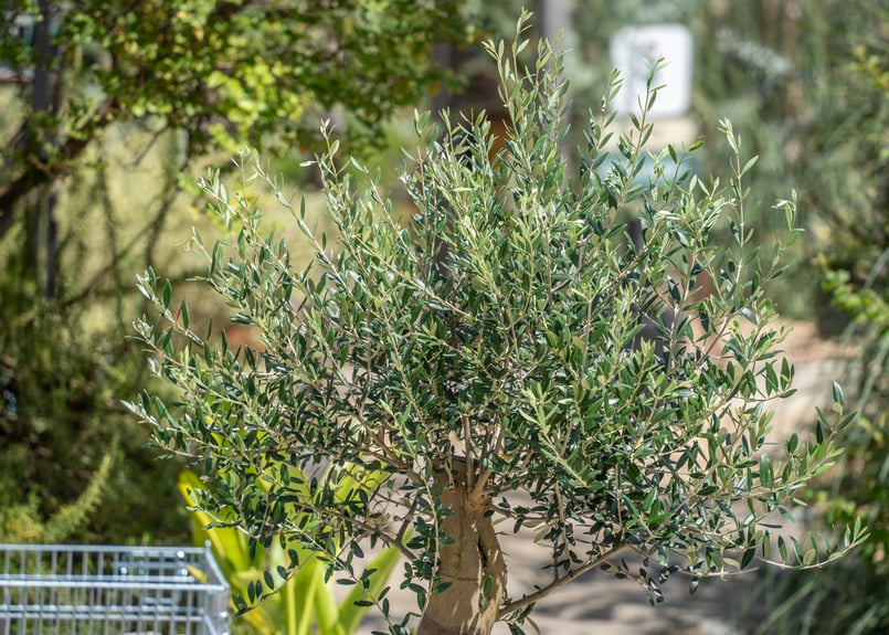 国産オリーブ マンザニロ No.13 売約済 | mana's farm:塊根植物