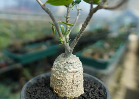 フォッケア　エデュリス　”火星人”　Fockea edulis  No.1