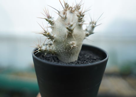 パキポディウム　サンデルシー　Pachypodeium saundersii  No.2